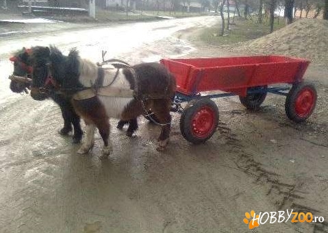vand 3 ponei o iapa neagra gestanta