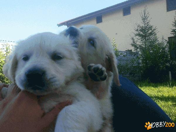  Pui GOLDEN RETRIEVER Bucuresti