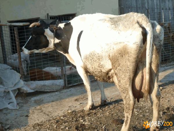 VACI GESTANTE SI FATATE
