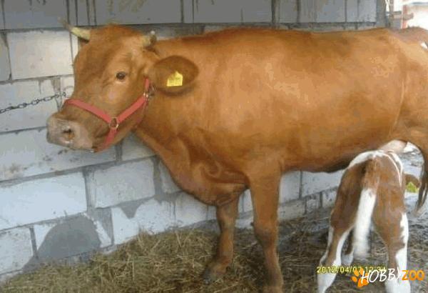 vaca zimental la prima fatare