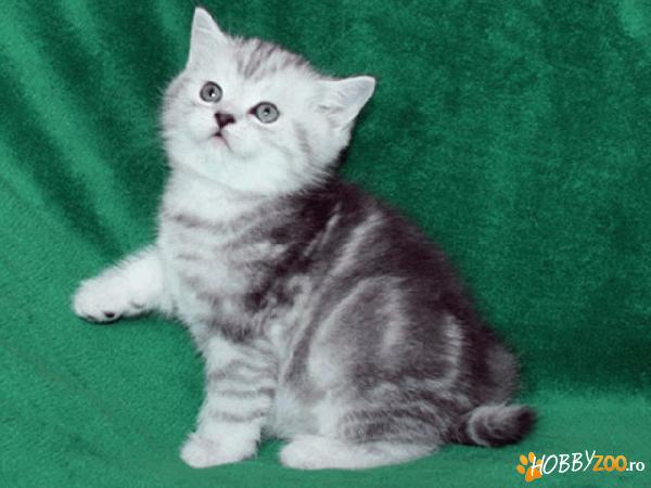 british shorthair silver taby