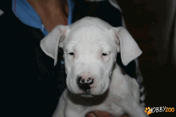vand pui dog argentinian