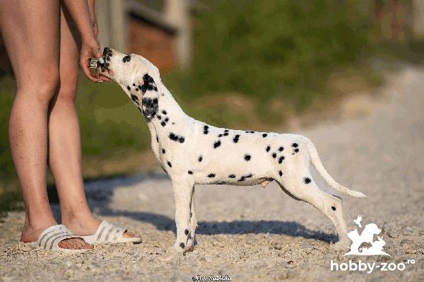 Dalmațian Cățeluși de vanzare