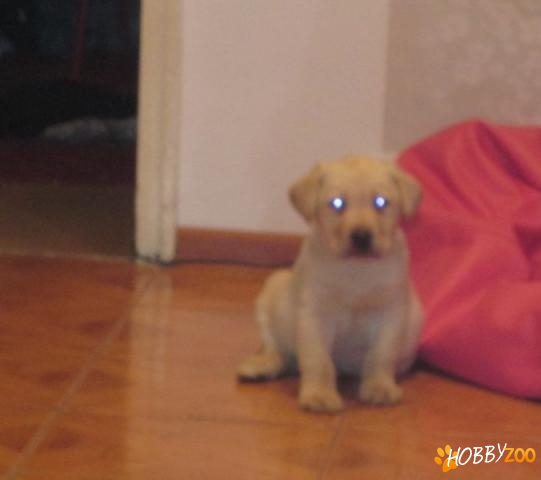 Pui labrador golden femela