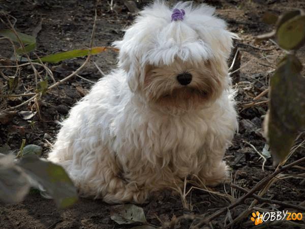 vand bichon superbi malteze