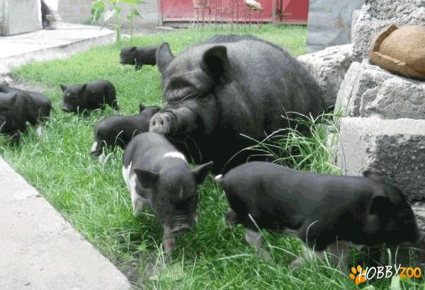 Porci Vietnamezi Arad