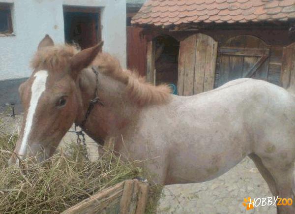 Ofer manza negociabil