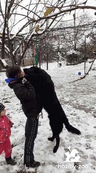 Dau spre adopție caine talie mare ciobanesc corb