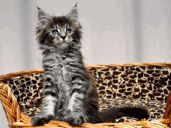 pisoi de rasa Maine Coon