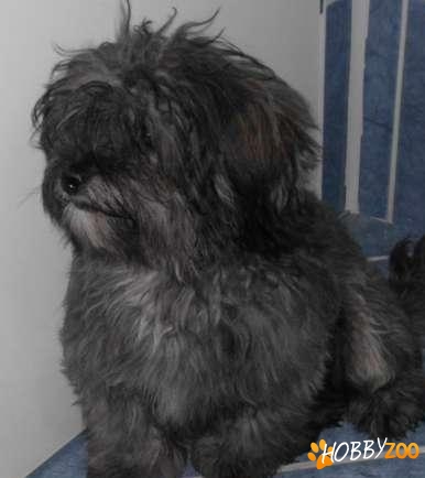 Infrumusetare canina