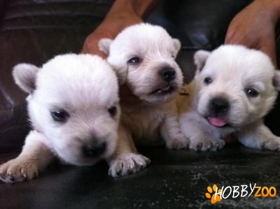 vand west highland white terrier