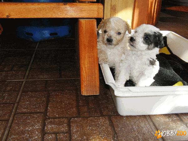 Pui bichon 6 saptamani