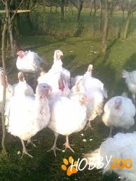 curcani de carne in viu