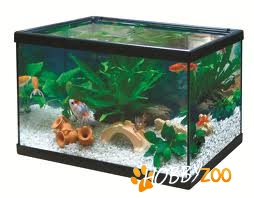 Acvariu pesti complet decorat