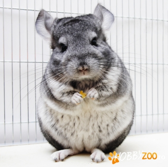 Vand ferma chinchilla