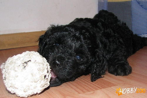 BICHON HAVANESE 500 RON