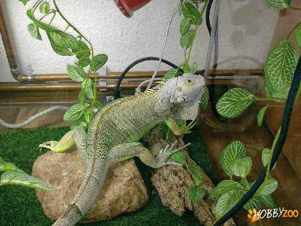 Vand iguana verde, blanda si iubitoare.