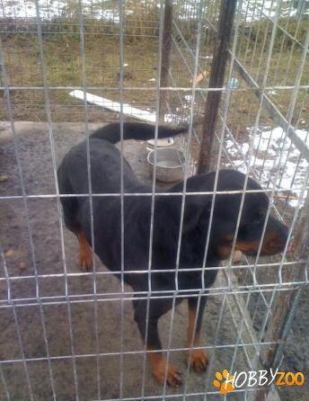 rottweiler adult cu pedigree