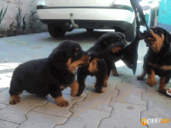 pui rottweiler talie mare
