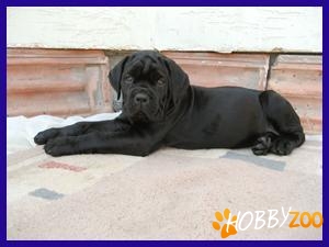 Cane Corso Talie Impresionanta
