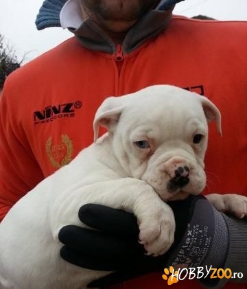 Buldog American cu pedigree