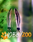Pesti Macrotocinclus affinis