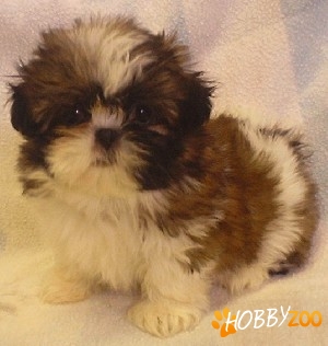 vand shih tzu 8 saptamani