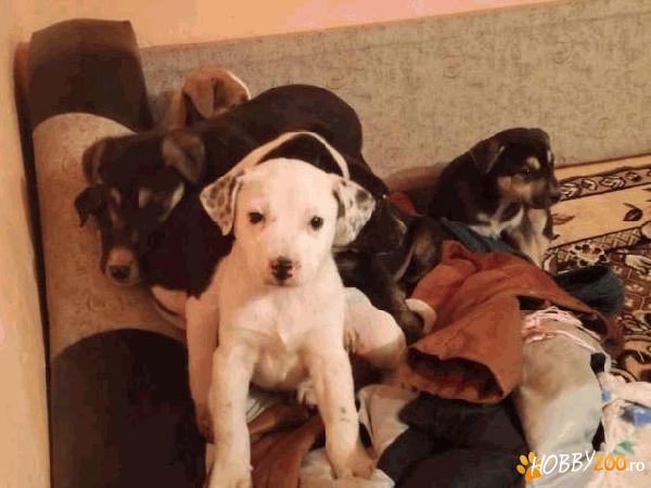 Vand pui Amstaff masculi si femele