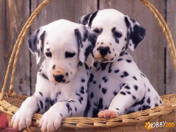 Vand catei Dalmatian
