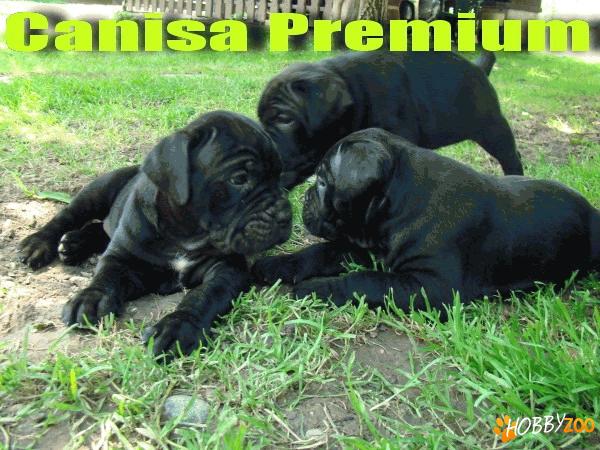 Cane Corso negru - rasa pura