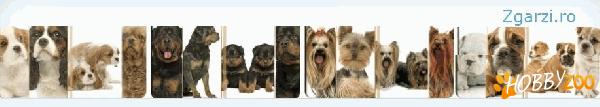 Petshop Online