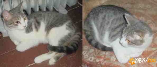 Motanel metis albastru de Rusia, adoptie