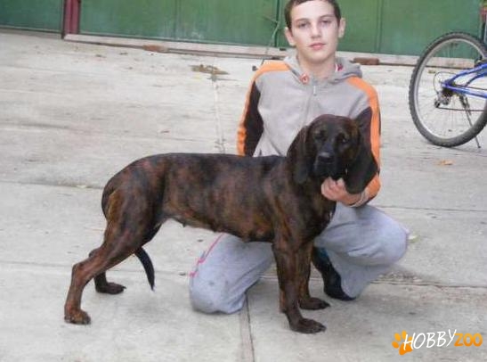 Vand catei Limier Hanoveran