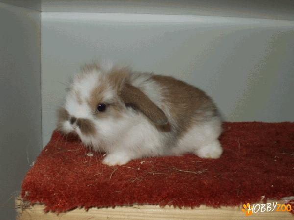 Iepuri pitici Lionhead lop