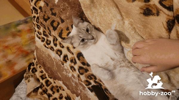 Tinerel Raggdoll caut  prietenă pentru monta