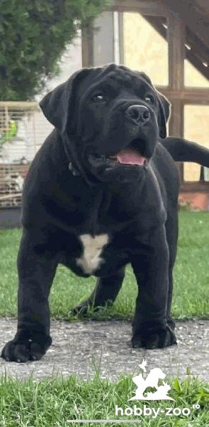 Mastiff sud-african- Boerboel cățeluși