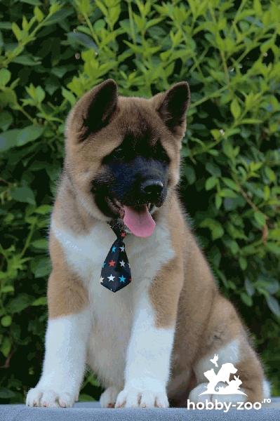 Akita American Cățeluși de vanzare