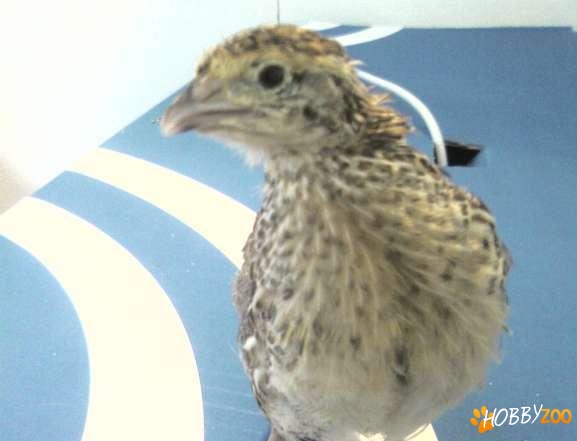 prepelite ouatoare din gama faraon