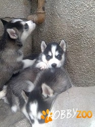 catelusi husky siberian deosebiti