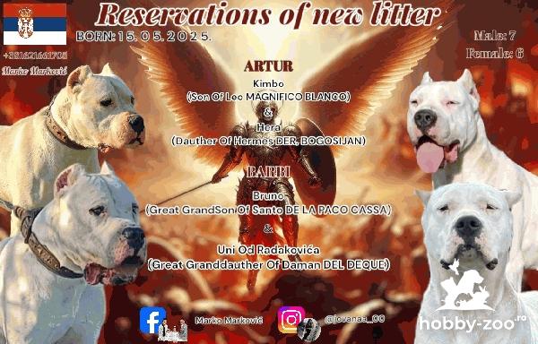 Dogo Argentino puppies