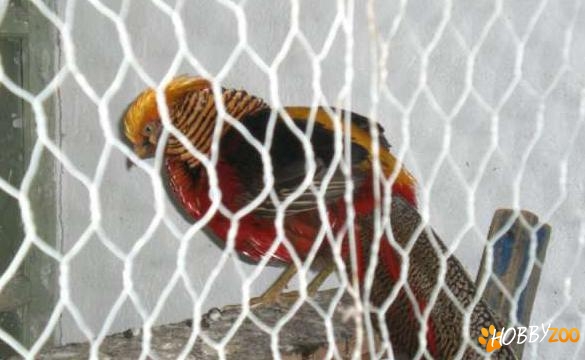 pereche fazan exotic rosu