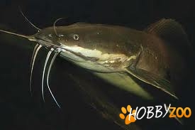 Pesti Clarias batrachus