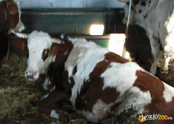 baltata germana, holstein