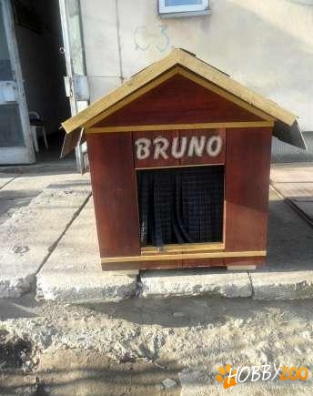 execut custi pentru caini