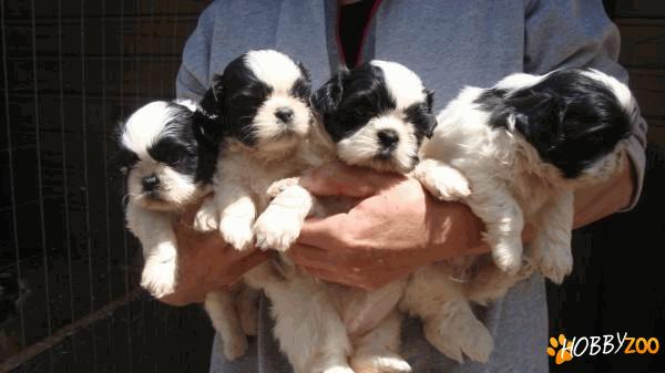 SHIH TZU DE VANZARE