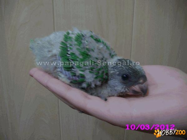 vand papagali senegal Poicephalus verste