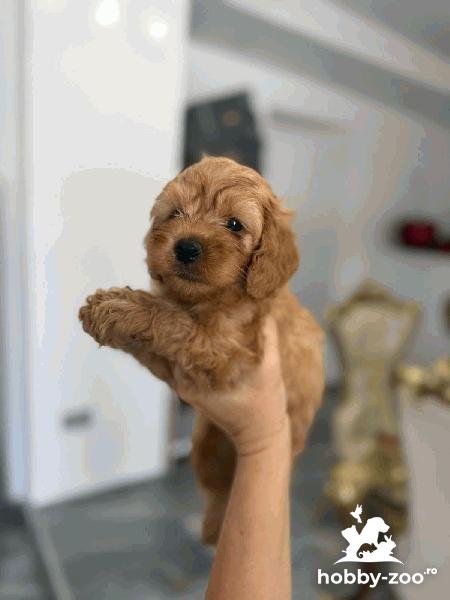 Goldendoodle Pui Frumoși
