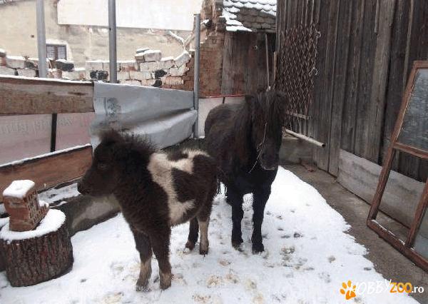 ponei  alb  cu negru eftini 