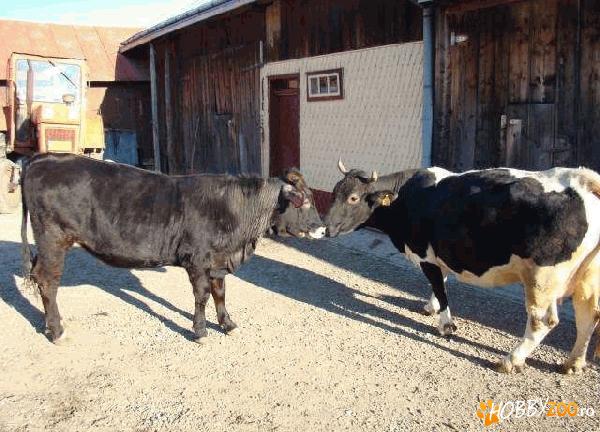 vaca holstein, gestanta 