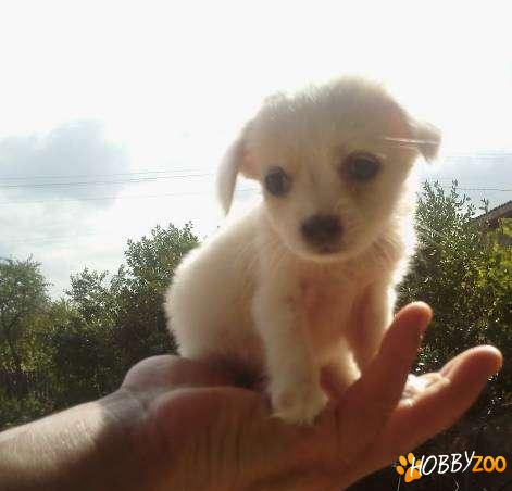 Chihuahua toy alb femela
